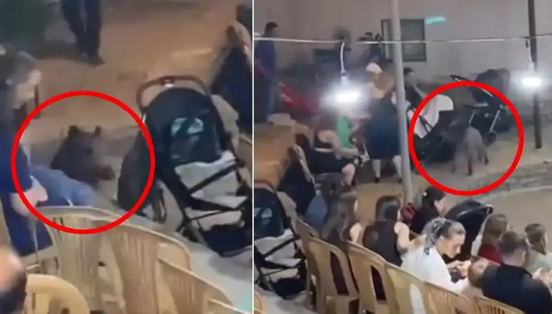Düğün Töreninde Yaban Domuzu Şoku: Misafirler Panik İçinde Kaçıştı