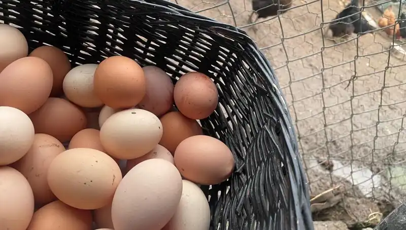 Okulların Açılması, "Mayıs Çukuru"nu Aşarak Ucuz Protein Sunuyor