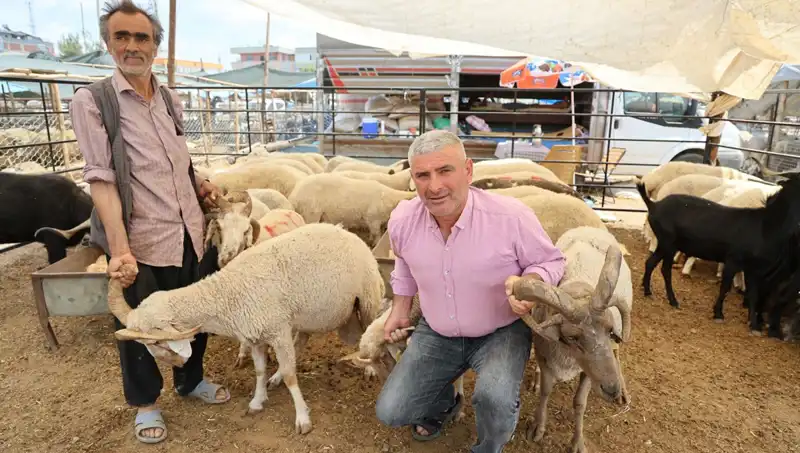 Kurban Pazarında Dikkat Çeken Yıldız: 4 Boynuzlu Koçlar
