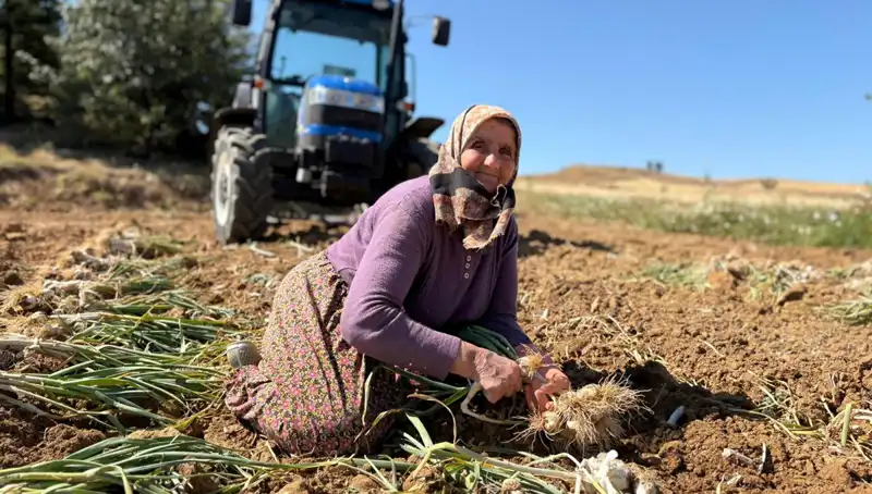 Dünyaca Ünlü O Gıda: Tarladan 1.200 Liraya Satılıyor!