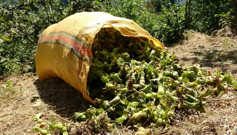 Giresun’da Fındık Hasadı Başladı: Üreticiler Umutlu Beklentiler İçinde