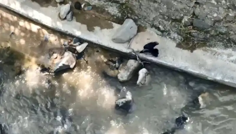 Karga ve Yılan: Doğanın Hayatta Kalma Mücadelesi