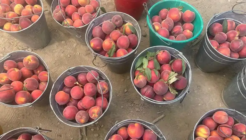 Türkiye’de Özel Çiftlikler, Hasat Sezonu ile Fiyatları Yükseltiyor!