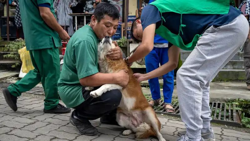Filipinler'de Kuduz Tehlikesi: 2024'te 426 Kişi Hayatını Kaybetti