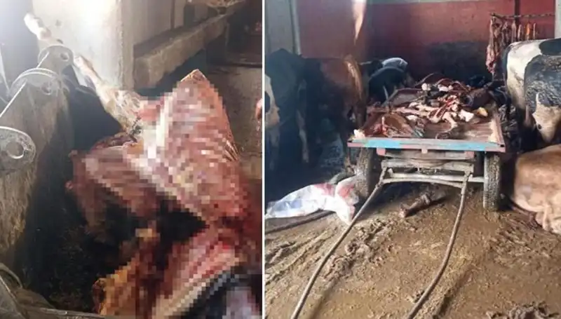 Adana'da 2,5 Ton At Eti Ele Geçirildi: Dört At Son Anda Kurtarıldı