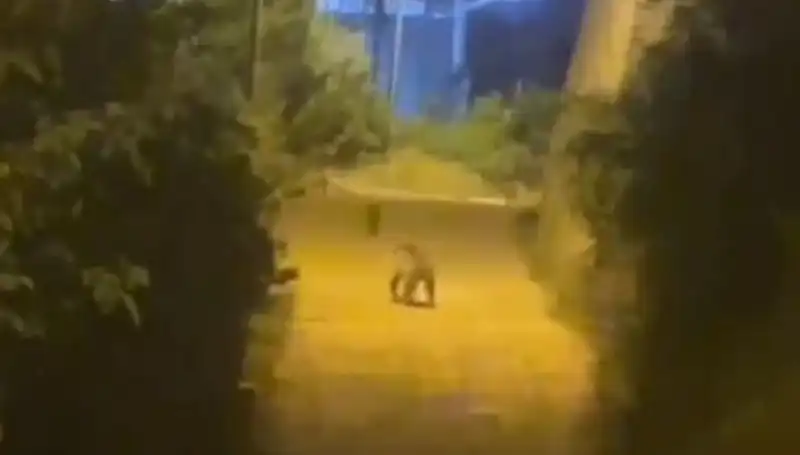 Gümüşhane'de Şehir Merkezine İnen Ayı, Vatandaşları İkiye Bölüyor