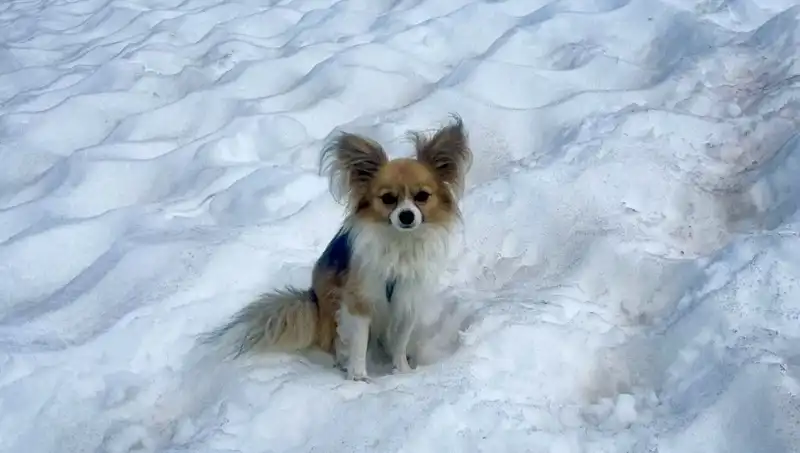 Buzul Yarığında Can Verme Tehlikesi: Kahraman Köpek Adamı Kurtardı!