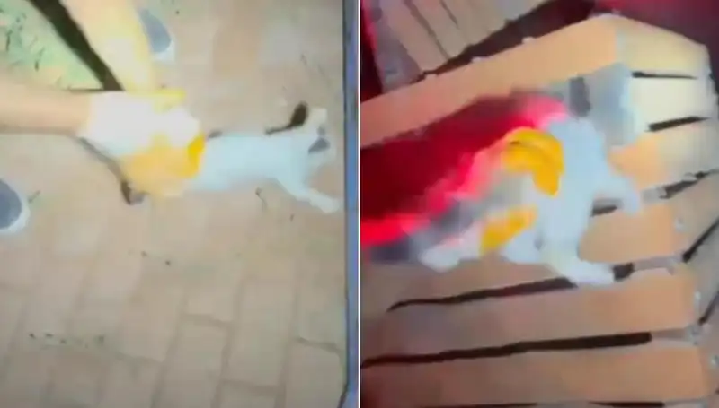 Gece Yarısı İtfaiye Ekipleri Kedinin Kurtarılması İçin Seferber Oldu