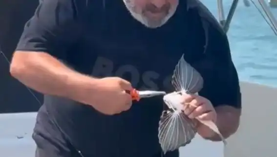 Saros Koyunda Nadir Görülen Kırlangıç Balığı Oltaya Takıldı: İlginç Keşif!