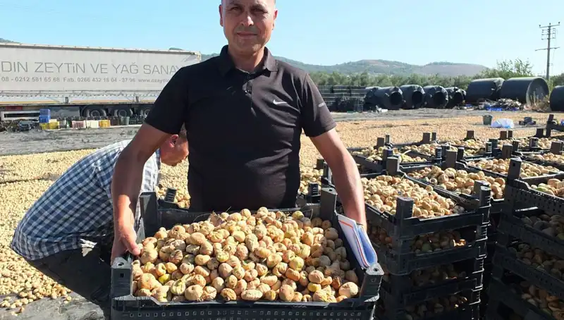 Balıkesir'de Hasat Sezonu: Çin ve Rusya'ya İhraç Mutfakların Yeni Yıldızı Olacak