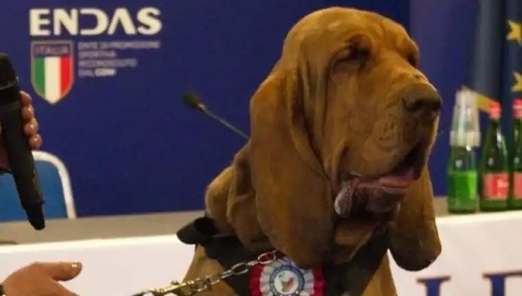 Arama Köpeğine Yapılan Saldırı: Şok Edici Çivili Sosis Olayı