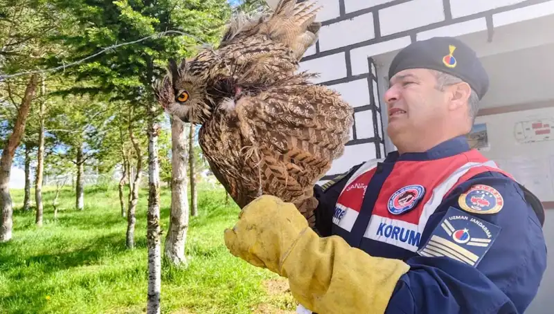 Dikenli Tellere Takılan Puhu Kuşu, Uzmanlar Tarafından Kurtarıldı